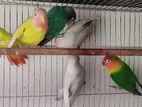 Love Bird (Closed Ring Home Breed Baby)