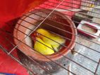 Love Bird Cocatel Budzies