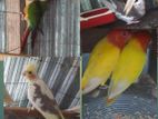 Love Bird, cockatiel, Conur, Chondona Tiya