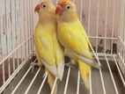 Love Bird Dec Ino Opaline