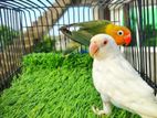 Love Bird Dna Pair