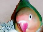 Love Bird er master pair sell kora hobe.