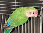 Love Bird (female) Adult