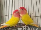 love bird female