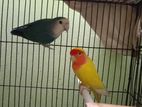 Love bird female