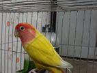 Love Bird (female)