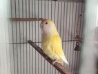 Love bird female