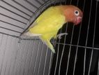 Love Bird Female