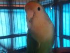 Love bird female