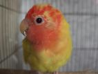 Love Bird Female sell hobe