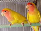 Love bird