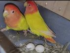 Love Bird