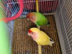 Love Bird