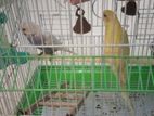 Love bird sell