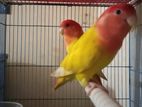 Love bird for sell