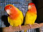 love bird