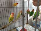 love bird