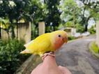 Love Bird