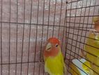 Love Bird
