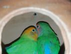 Love Bird