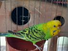 Budgie Birds for sell