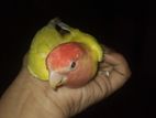 Love Bird