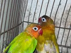 Love Bird