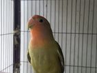 Love bird for sell