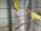 love bird for sell