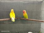 love birds for sell