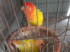 love bird for sell