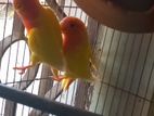 Love Bird for sell