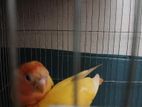 Love bird for sell