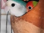 Love Bird