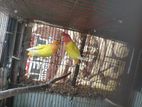 Love bird sell