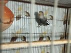 Love bird for sell