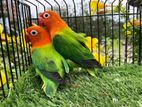 Love bird