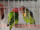 Love Bird