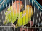 Love bird for sell