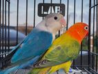 love bird