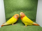 love bird