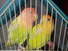 LOVE BIRD