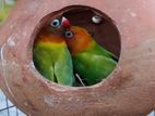 Love bird