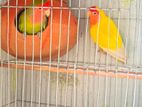 Love bird