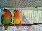 Love bird