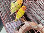 Love Bird