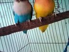 Love bird for sell