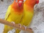 love Bird