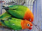 Love bird