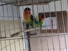 Love Bird